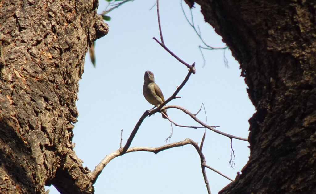 thick-billed flowerpecker, dicaeum agile, bird, avian, fauna, wildlife, pachmarhi, india, ornithology, pachmarhi, pachmarhi, pachmarhi, pachmarhi, pachmarhi