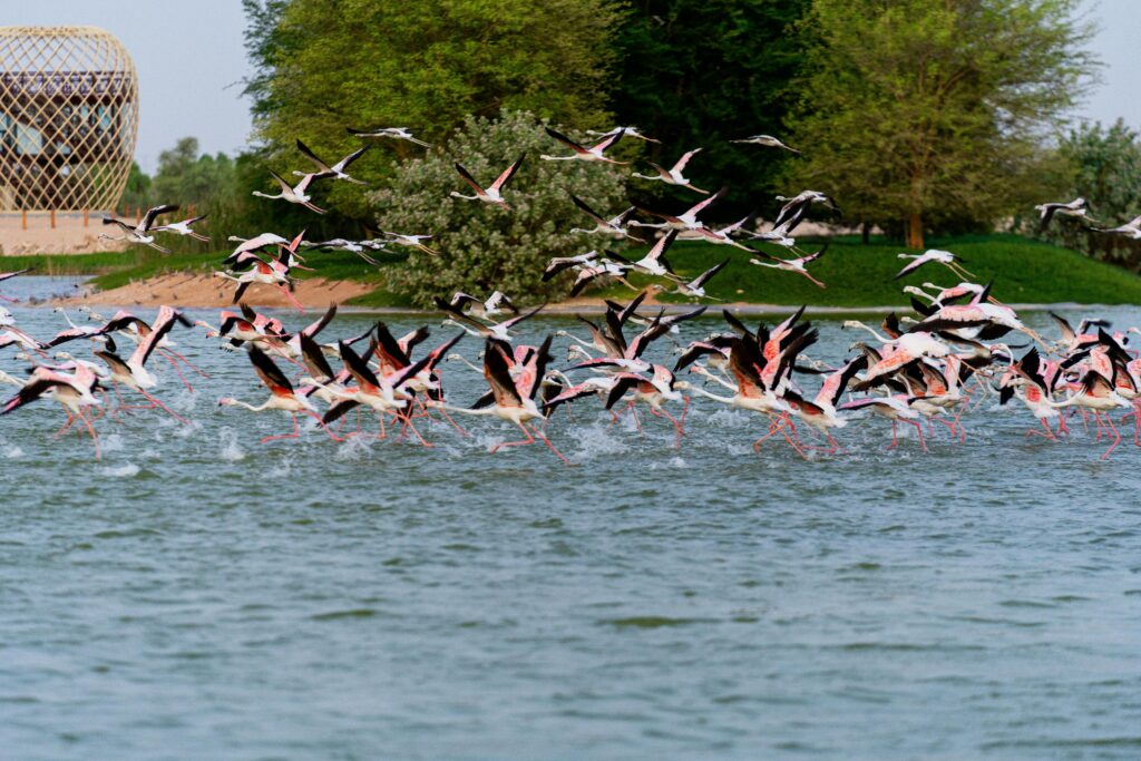 pexels-photo-12898628-12898628 A vibrant flock of flamingos takes flight above a calm waterbody in Dubai, surrounded by lush greenery.