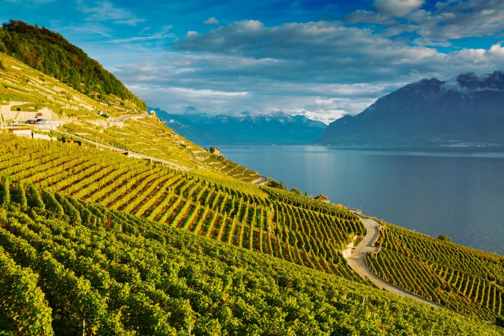 pexels-photo-12956558-12956558 Picturesque view of the Lavaux vineyards and Lake Geneva in Switzerland.