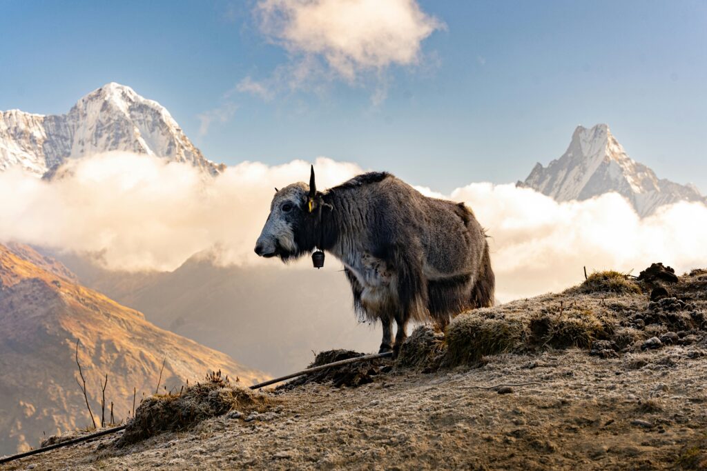pexels-photo-19899424-19899424 Explore the serene beauty of a yak against the backdrop of the Himalayan mountains in Pokhara, Nepal.