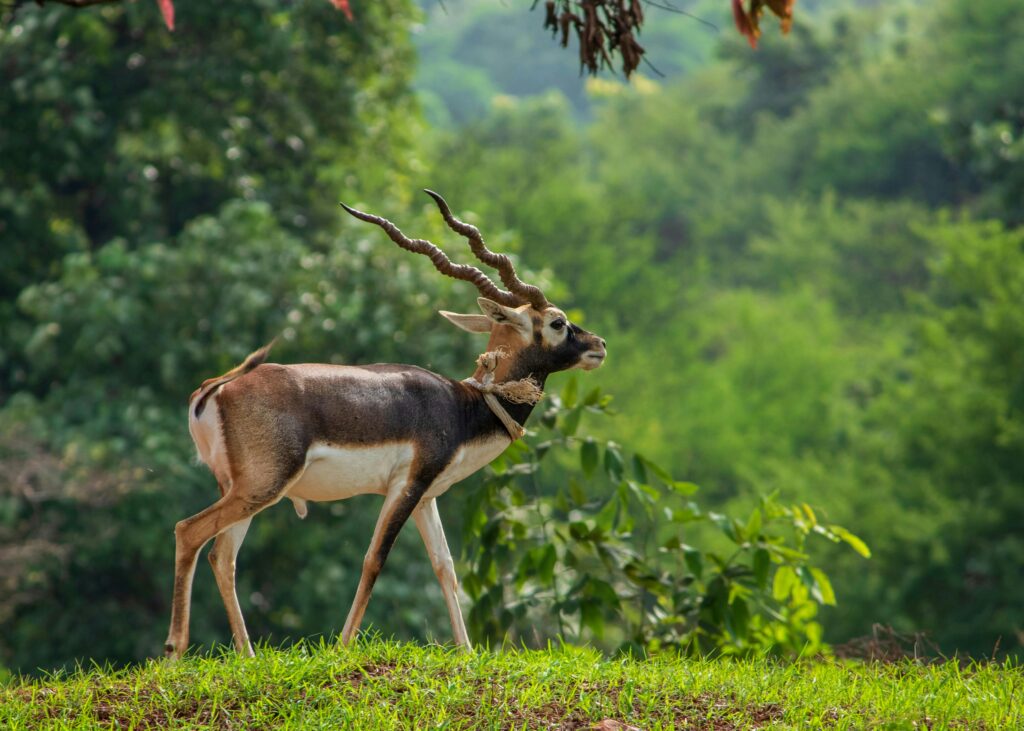Blackbuck with twisted horns standing in vibrant green forest landscape, MP, India.