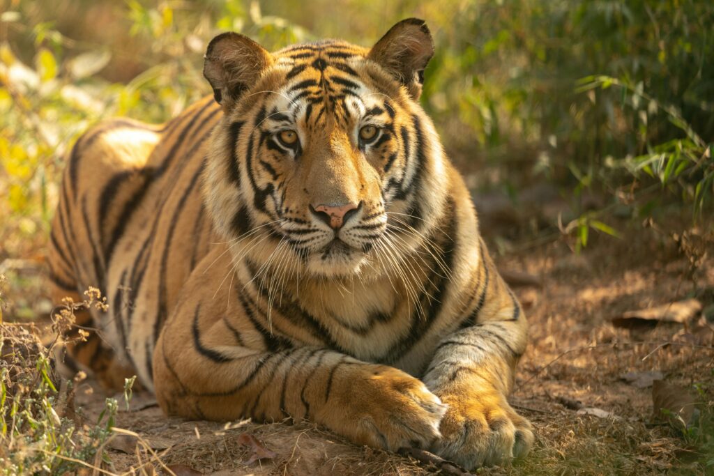 Majestic Bengal tiger resting amidst greenery in Bandhavgarh National Park, India.
