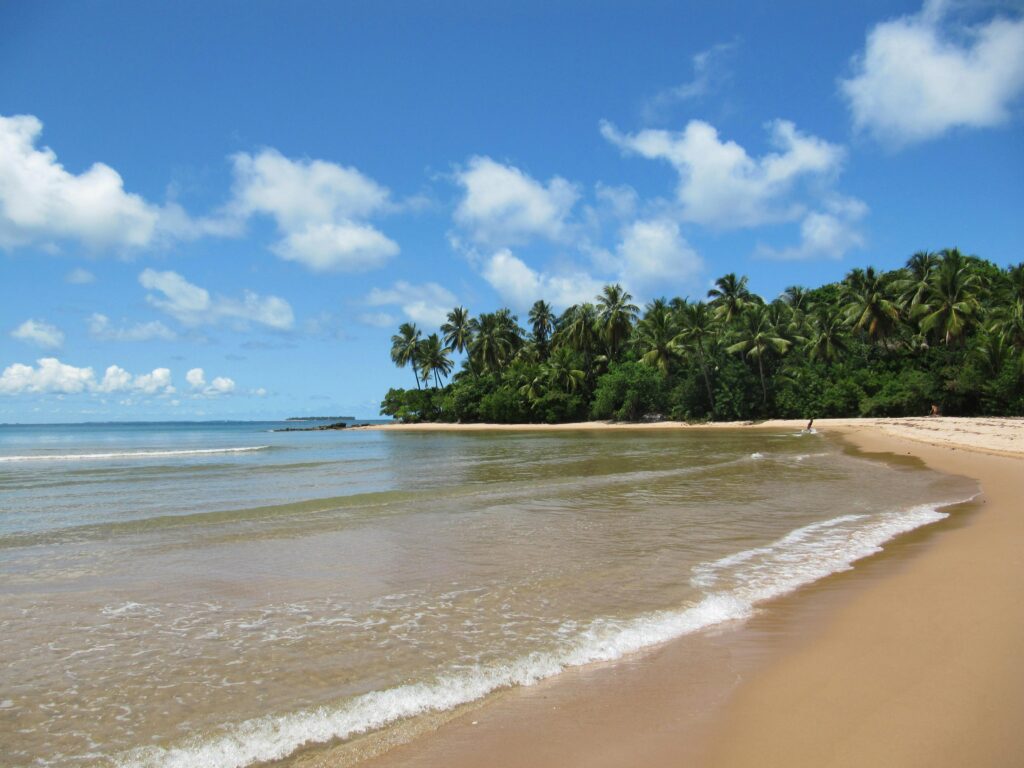 pexels-photo-30372233-30372233 Serene tropical beach with palm trees and clear skies in summer.