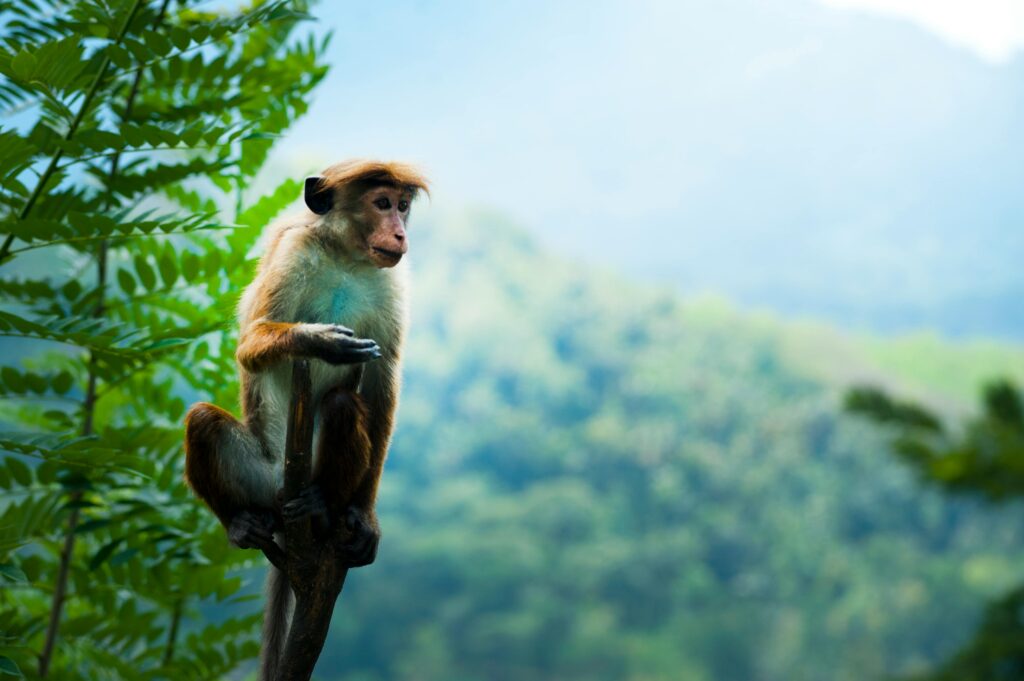 pexels-photo-322470-322470 A Toque macaque enjoys the lush greenery in Nuwara Eliya, Sri Lanka.