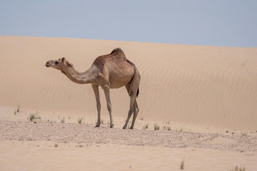 A dromedary camel standing in the arid desert sands of Dubai under bright daylight.